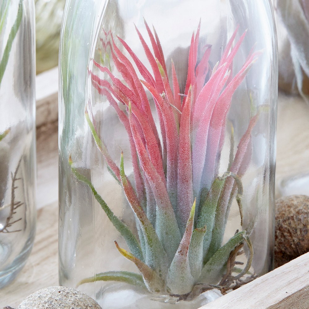air plant in a glass bottle