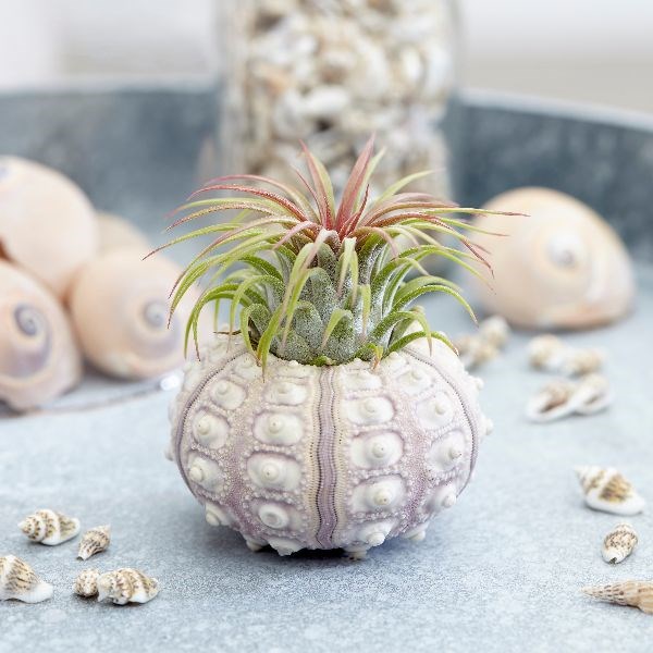 The air plant sputnik