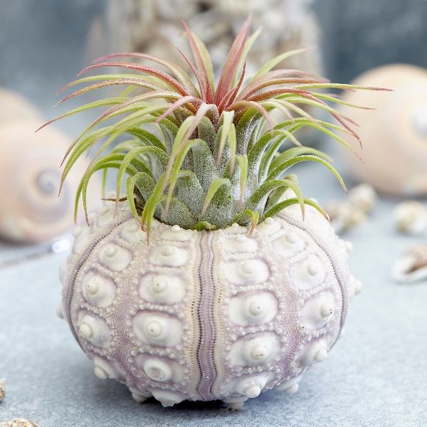 The air plant sputnik