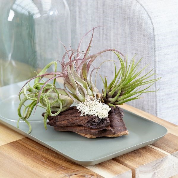 Tillandsia on bog wood












