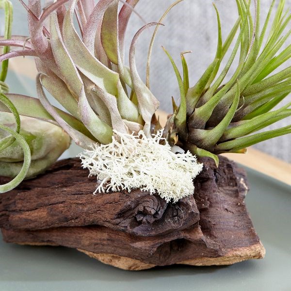 Tillandsia on bog wood












