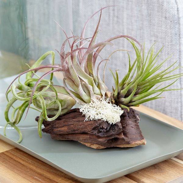 Tillandsia on bog wood












