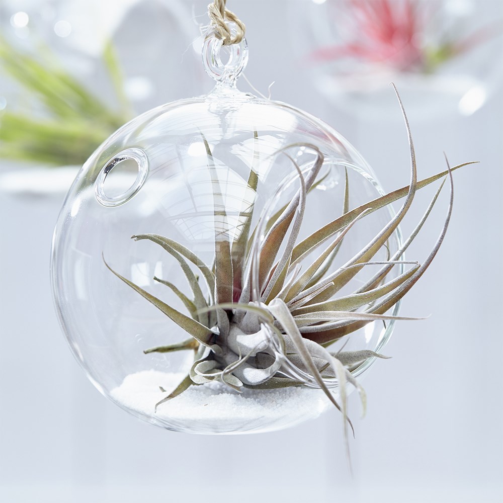 air plant - <i>Tillandsia capitata</i> 'Peach'