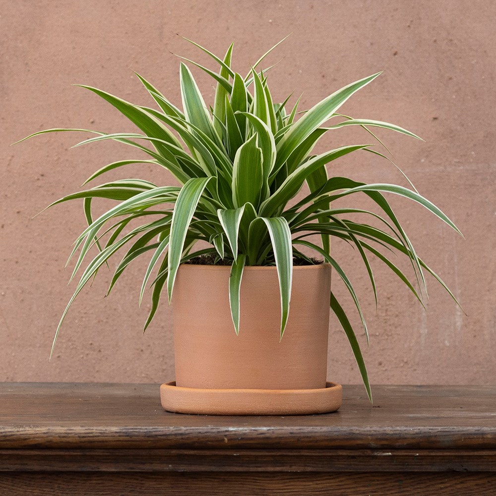 <i>Chlorophytum comosum</i> 'Ocean' (PBR)