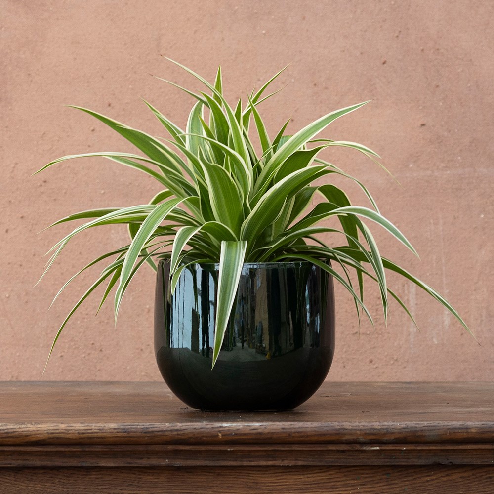 <i>Chlorophytum comosum</i> 'Ocean' (PBR)