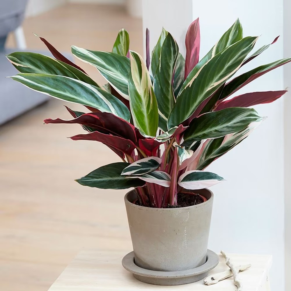 <i>Stromanthe sanguinea</i> 'Triostar' (PBR)
