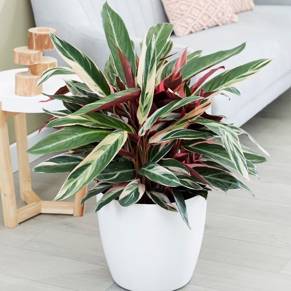 <i>Stromanthe sanguinea</i> 'Triostar' (PBR)