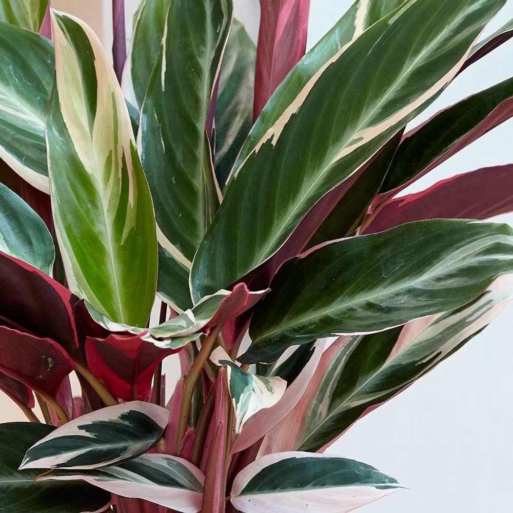 <i>Stromanthe sanguinea</i> 'Triostar' (PBR)