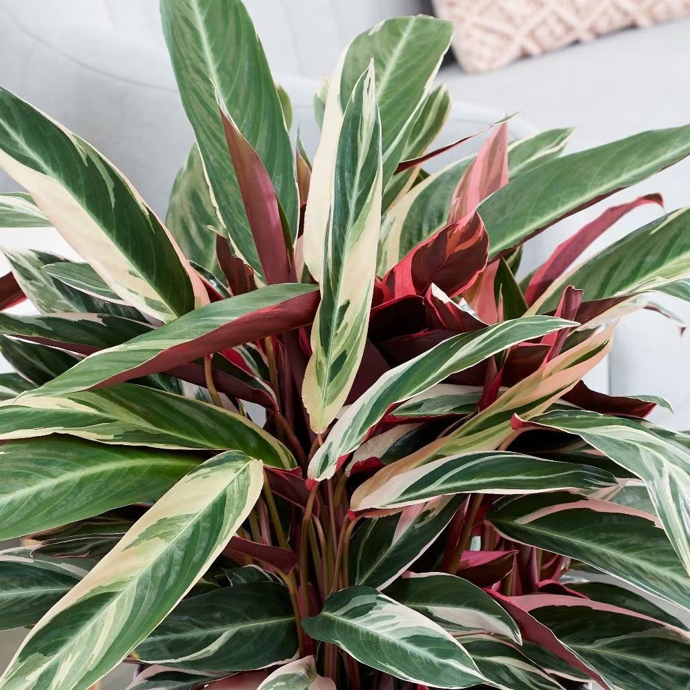 <i>Stromanthe sanguinea</i> 'Triostar' (PBR)