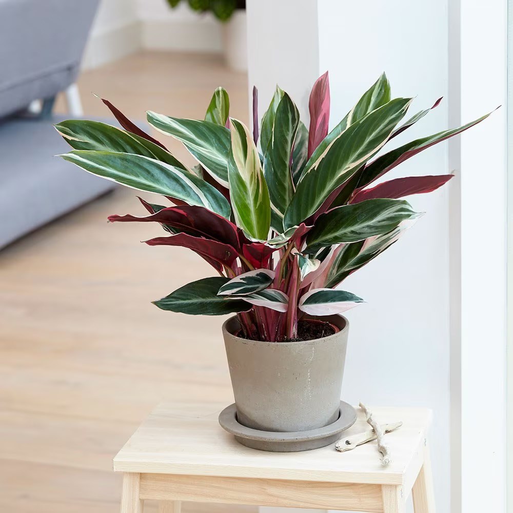 <i>Stromanthe sanguinea</i> 'Triostar' (PBR)
