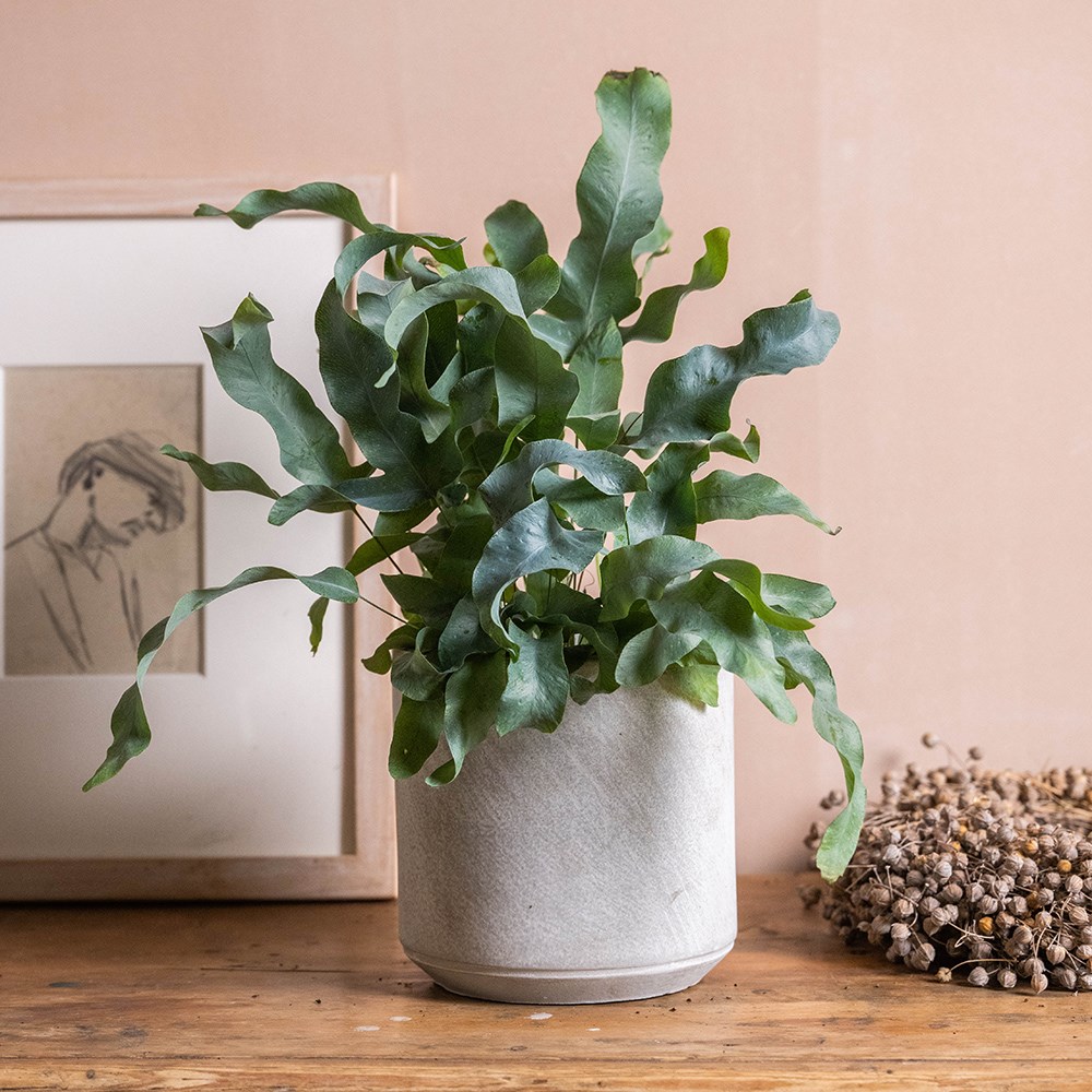 <i>Phlebodium aureum</i> 'Blue Star'