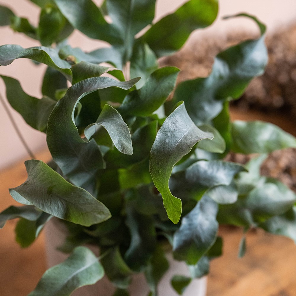 <i>Phlebodium aureum</i> 'Blue Star'