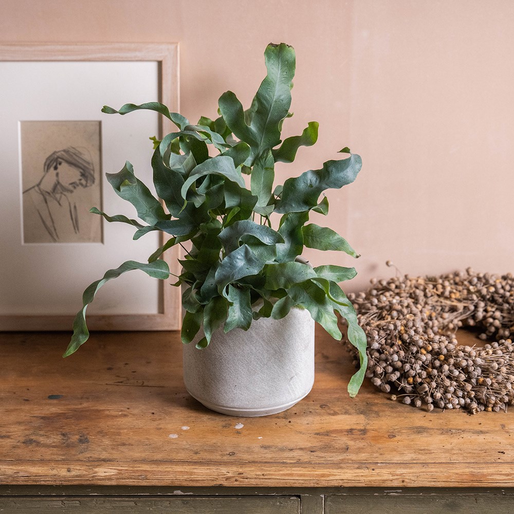 <i>Phlebodium aureum</i> 'Blue Star'