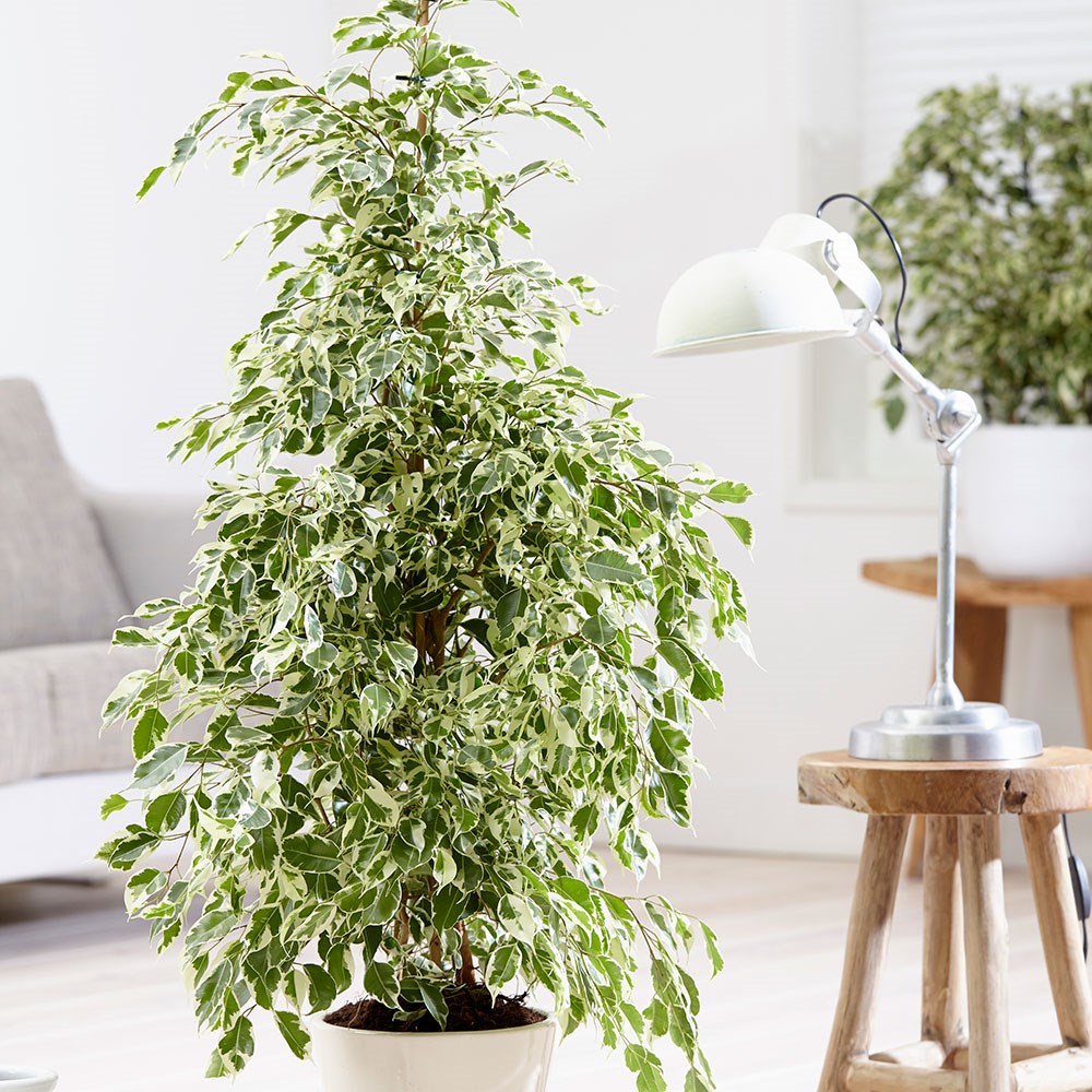 Ficus benjamina Twilight | Houseplant