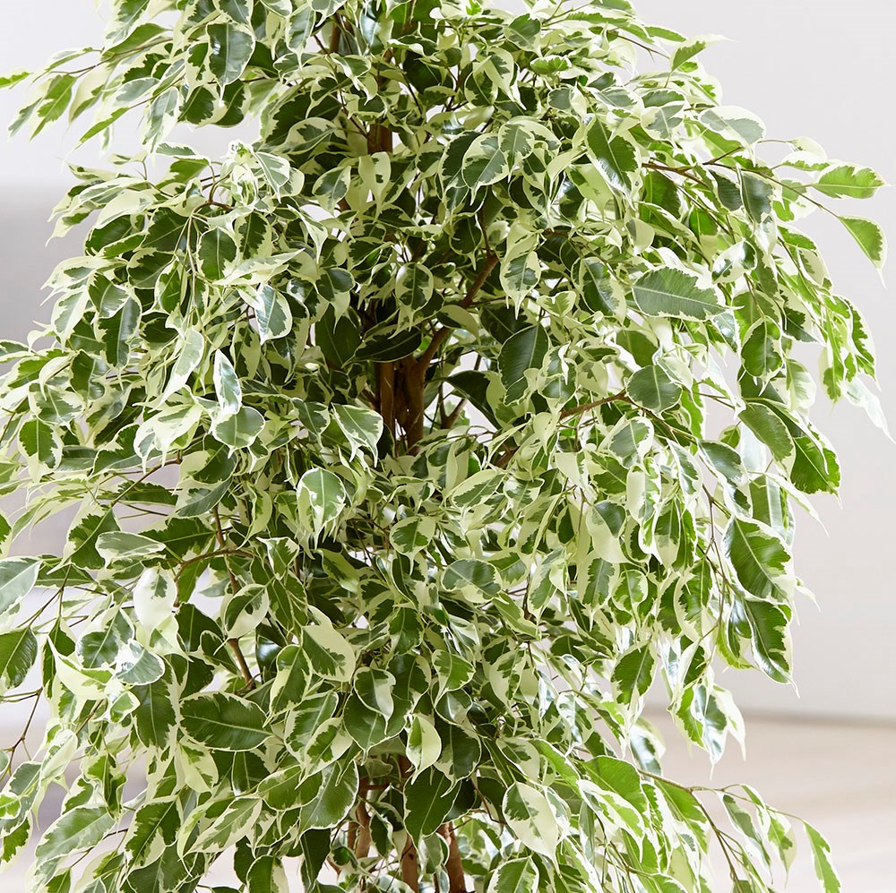 Ficus benjamina Twilight | Houseplant