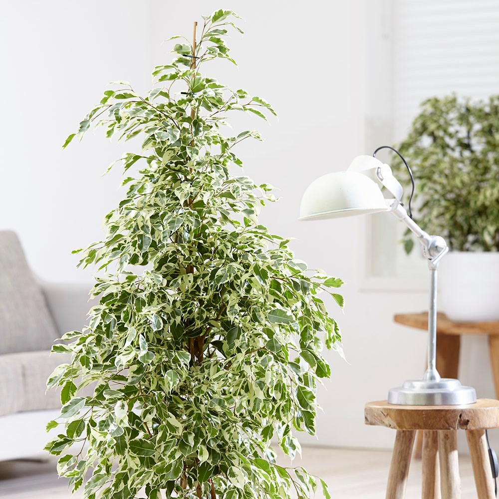 Ficus benjamina Twilight | Houseplant