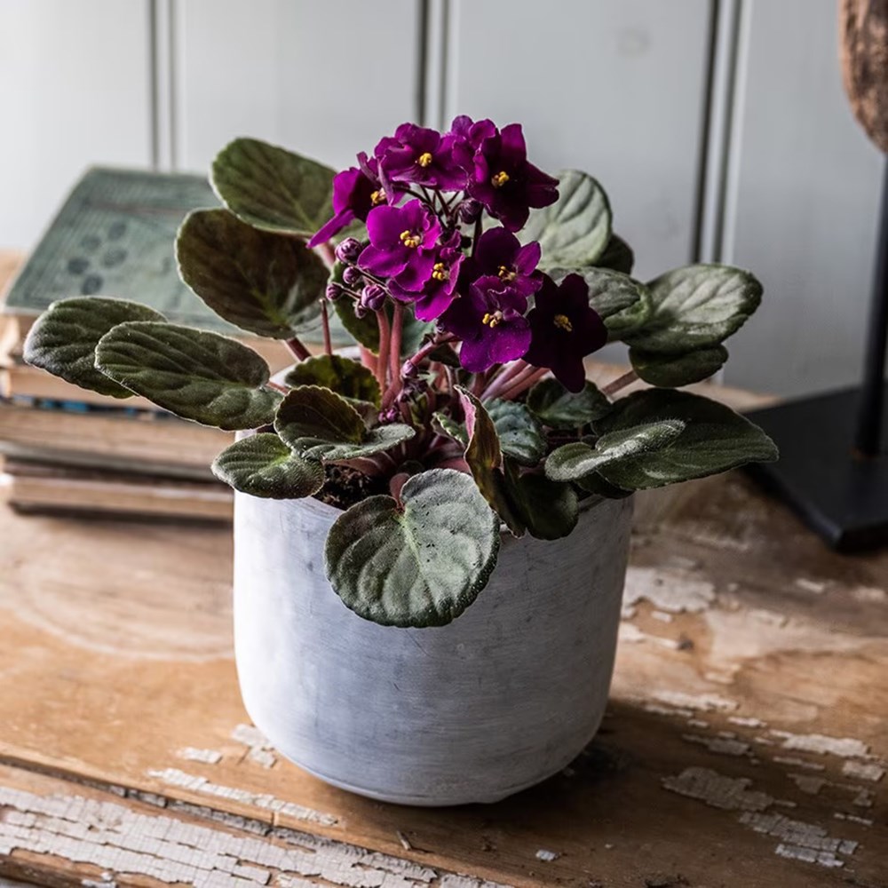 Saintpaulia Red | Houseplant