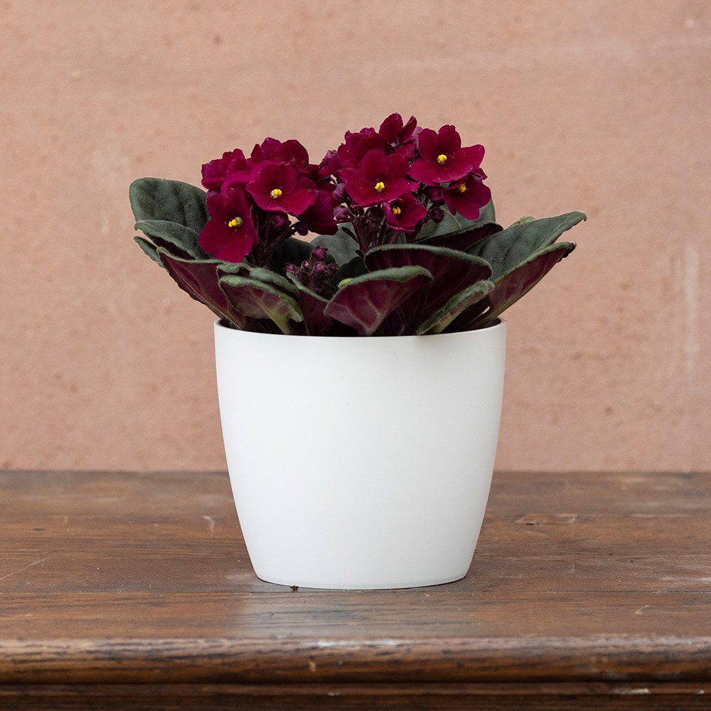 Saintpaulia Red | Houseplant