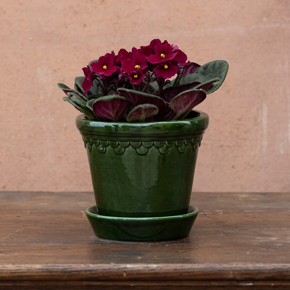 Saintpaulia Red | Houseplant
