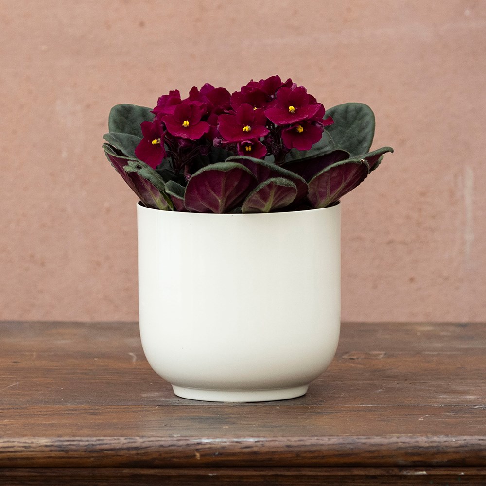 Saintpaulia Red | Houseplant