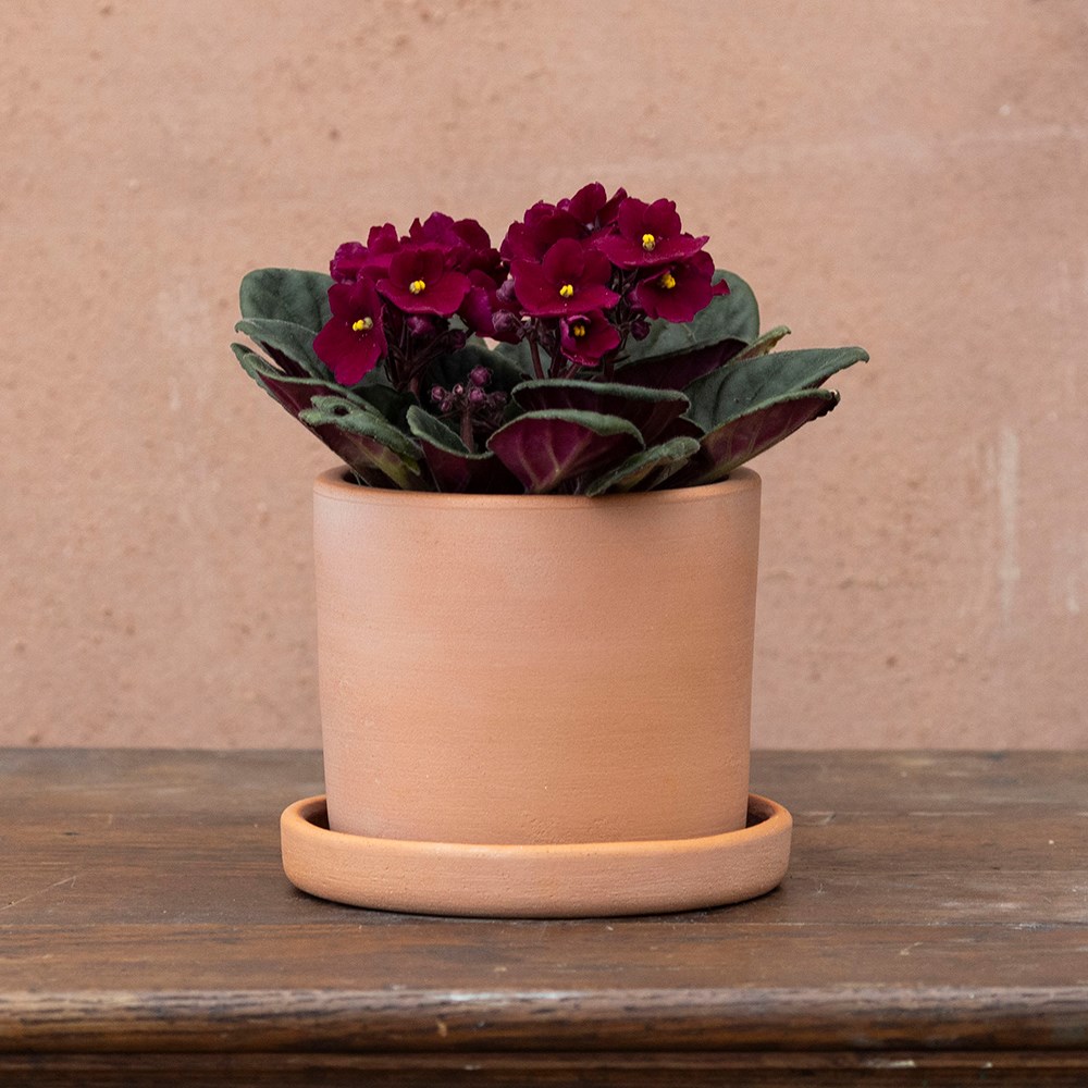 Saintpaulia Red | Houseplant