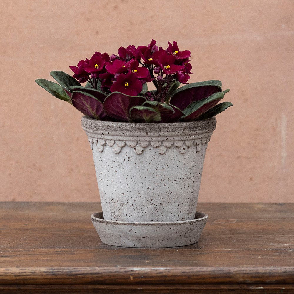 Saintpaulia Red | Houseplant