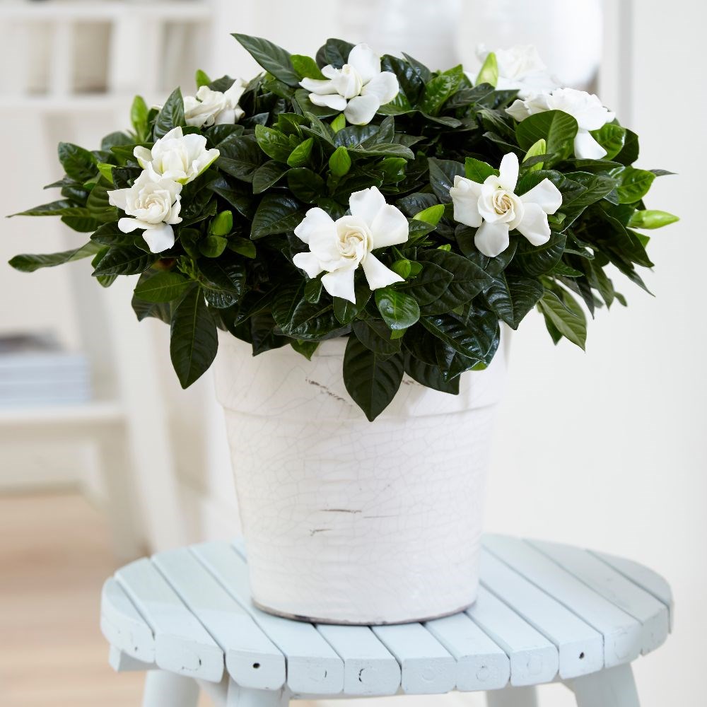 Gardenia jasminoides | Houseplant