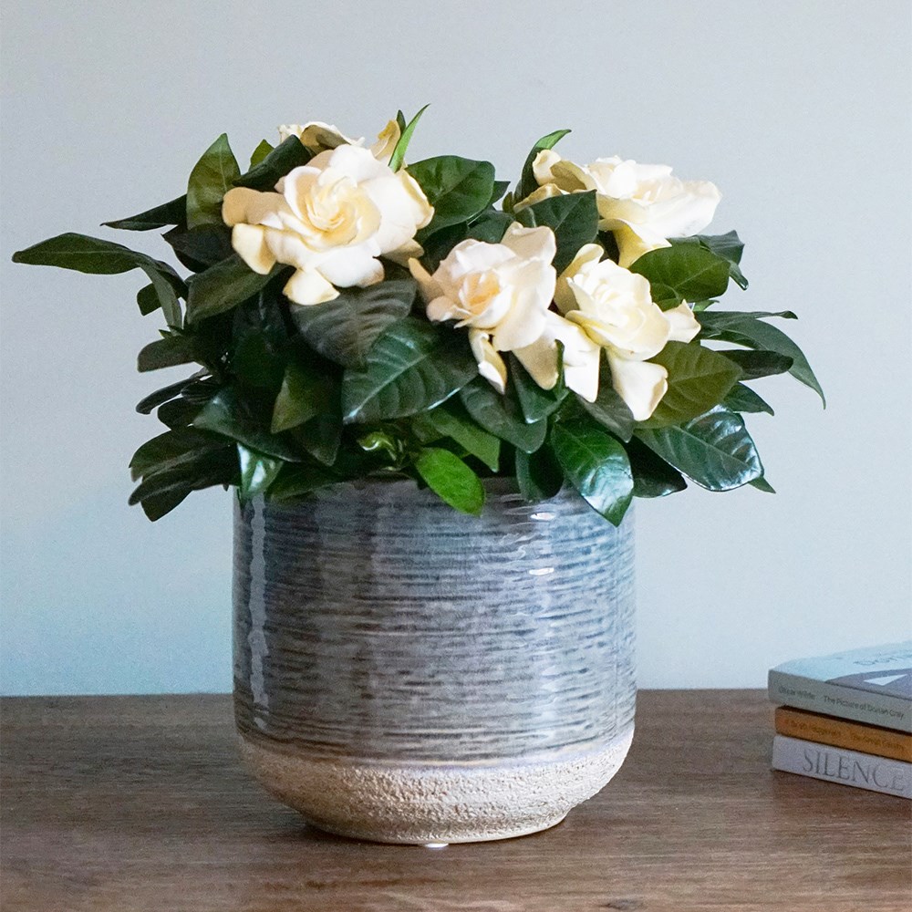 Gardenia jasminoides | Houseplant
