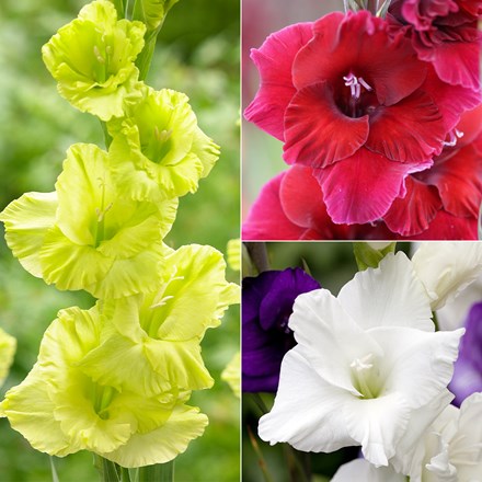 Gladiolus for cutting collection