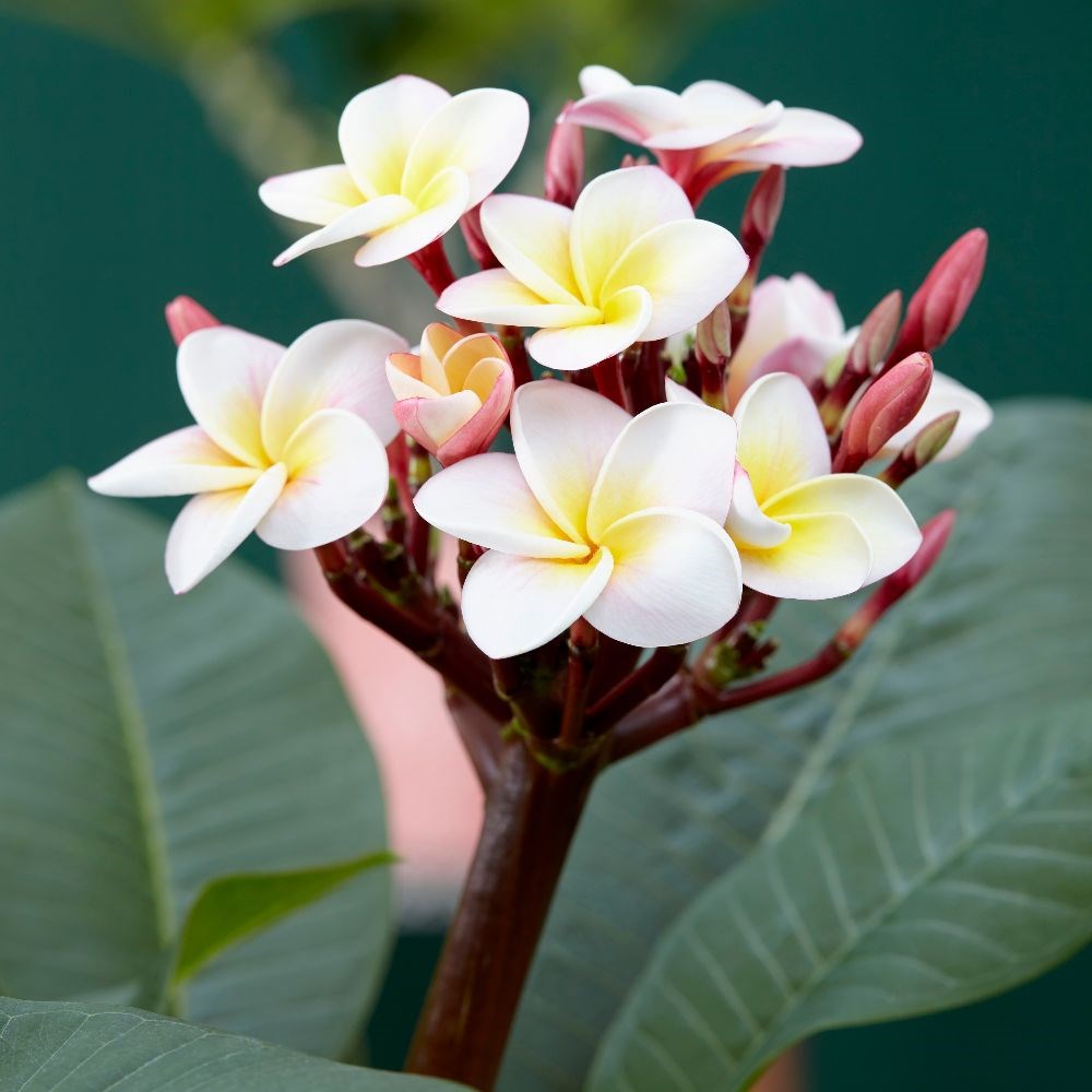 <i>Plumeria rubra</i> <b class=small-caps>Hawaiian Opal Pink</b> ('Php2016') (PBR)