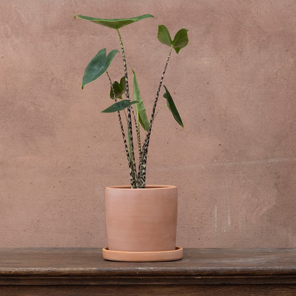 Alocasia zebrina | Houseplant