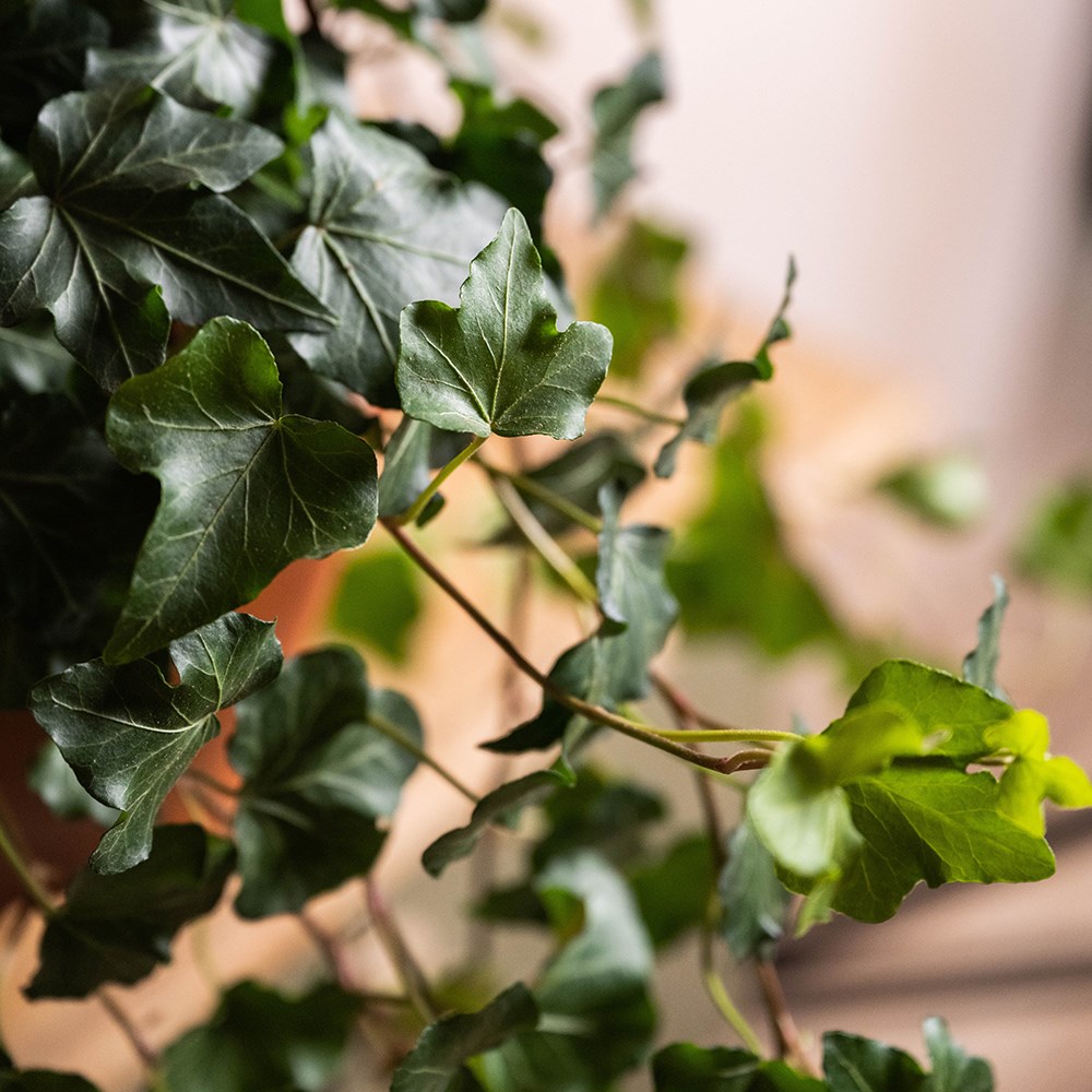 <i>Hedera helix</i> 'Wonder'