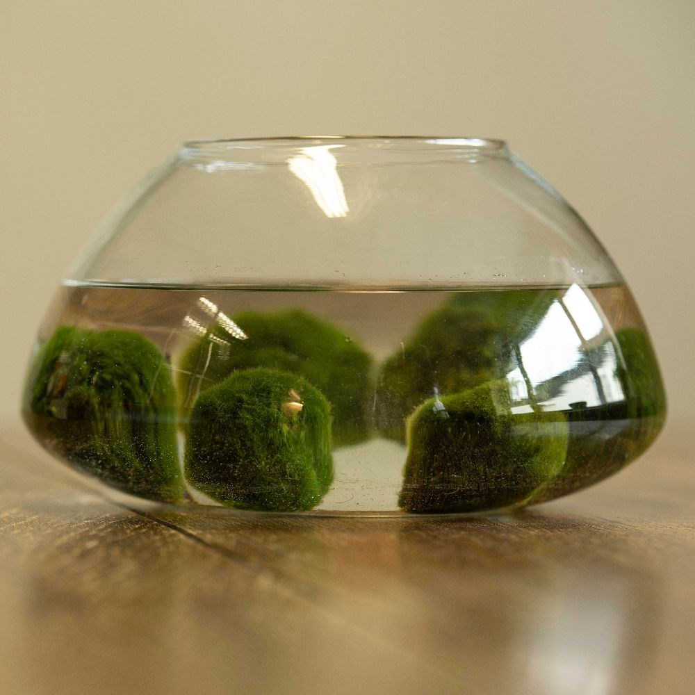 Sinking marimo moss ball