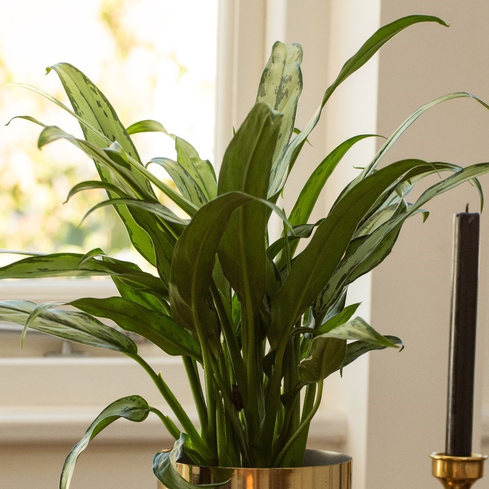 <i>Aglaonema</i> 'Cutlass'