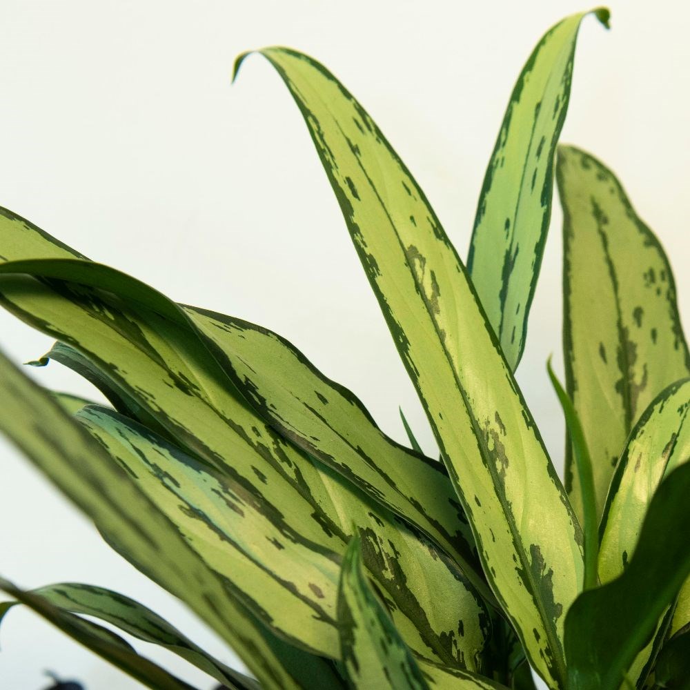 <i>Aglaonema</i> 'Cutlass'