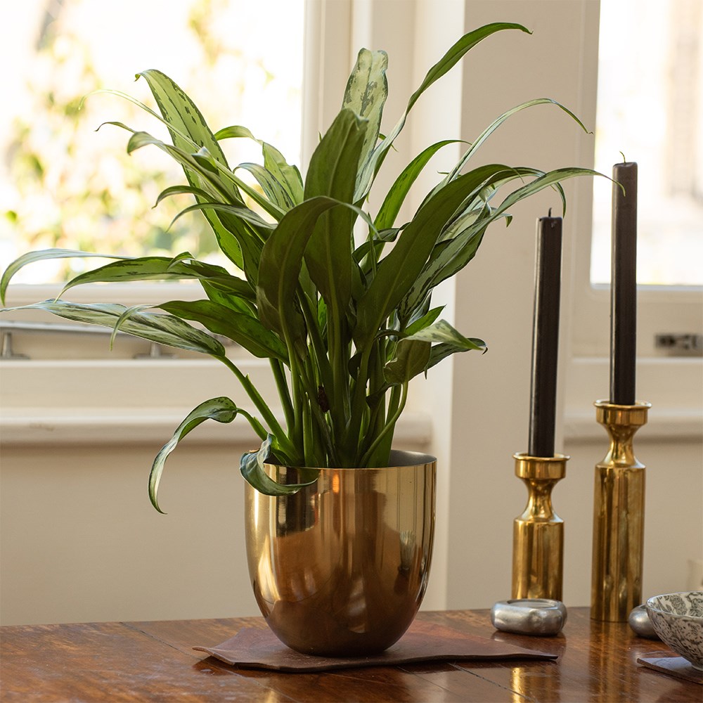 <i>Aglaonema</i> 'Cutlass'