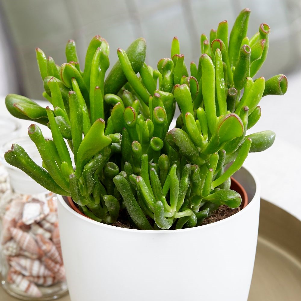 <i>Crassula ovata</i> 'Hobbit'