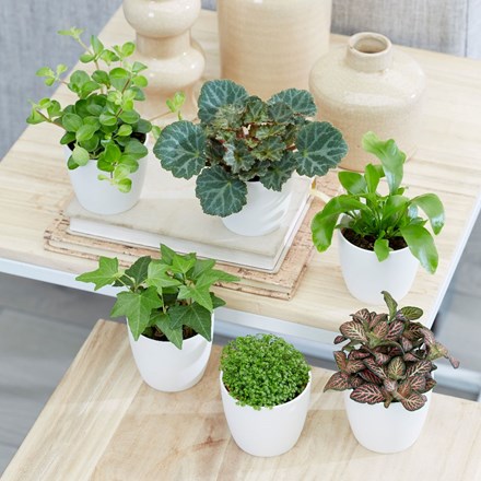 Bottle garden / terrarium plant collection