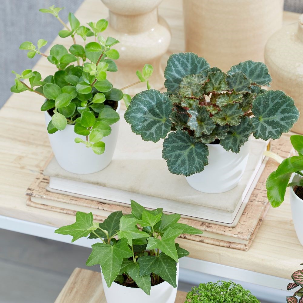 Bottle garden / terrarium plant collection