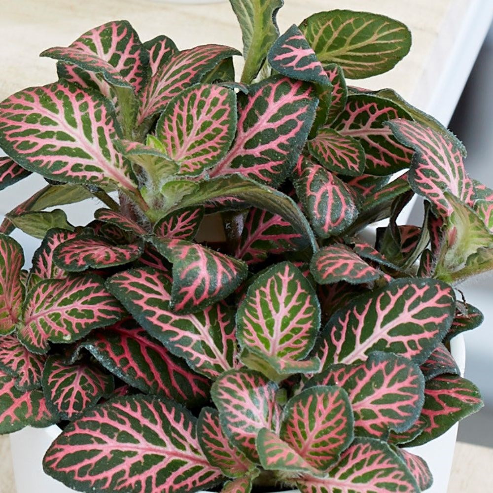 Fittonia - Bottle garden / terrarium plant