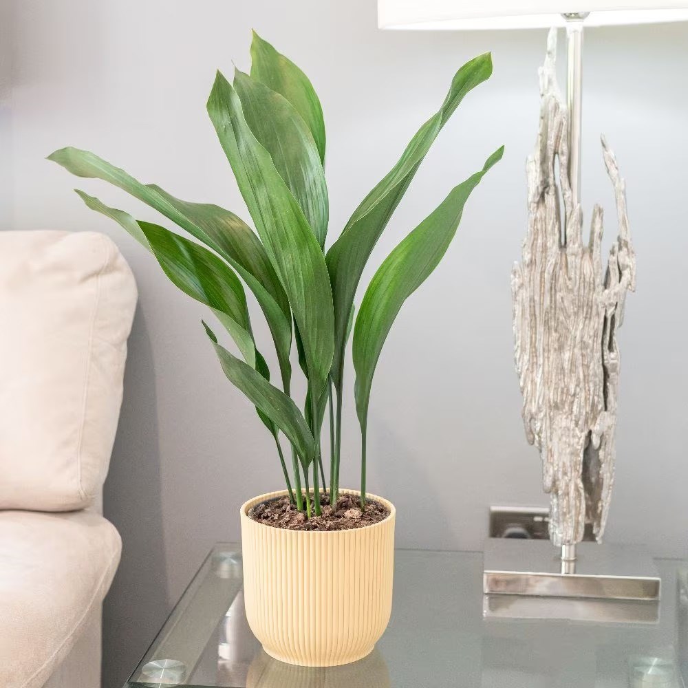 Aspidistra elatior | Houseplant