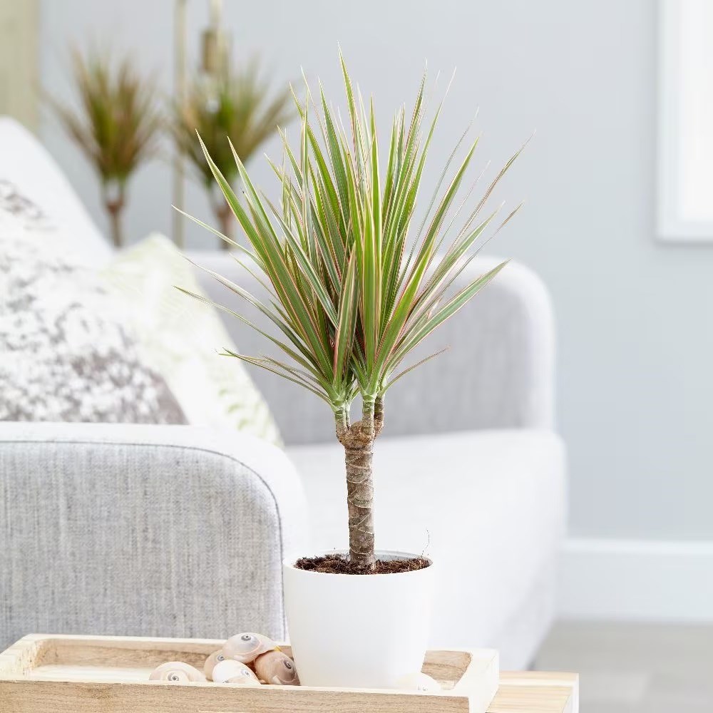 <i>Dracaena marginata</i> 'Bicolor'