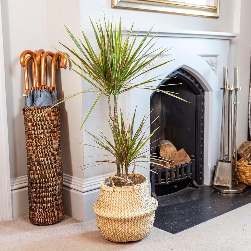 <i>Dracaena marginata</i> 'Bicolor'