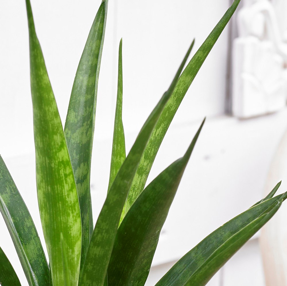 <i>Sansevieria kirkii</i> 'Friends'