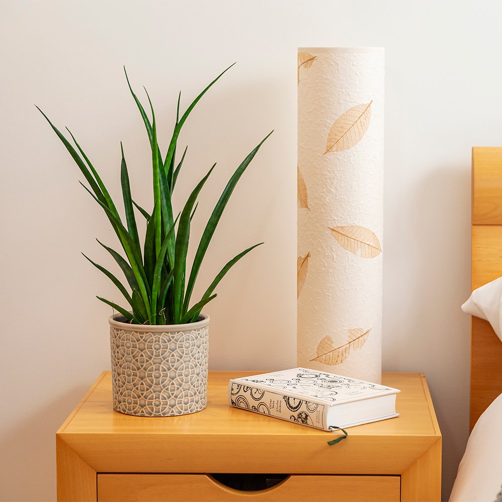 <i>Sansevieria kirkii</i> 'Friends'