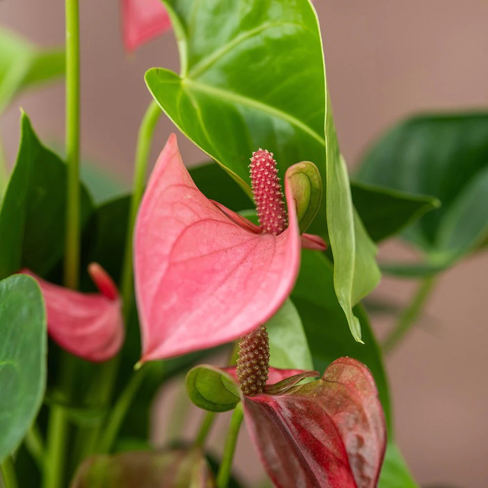 <i>Anthurium</i> <b class=small-caps>Pink Champion</b> ('Antinkeles') (PBR) | Houseplant