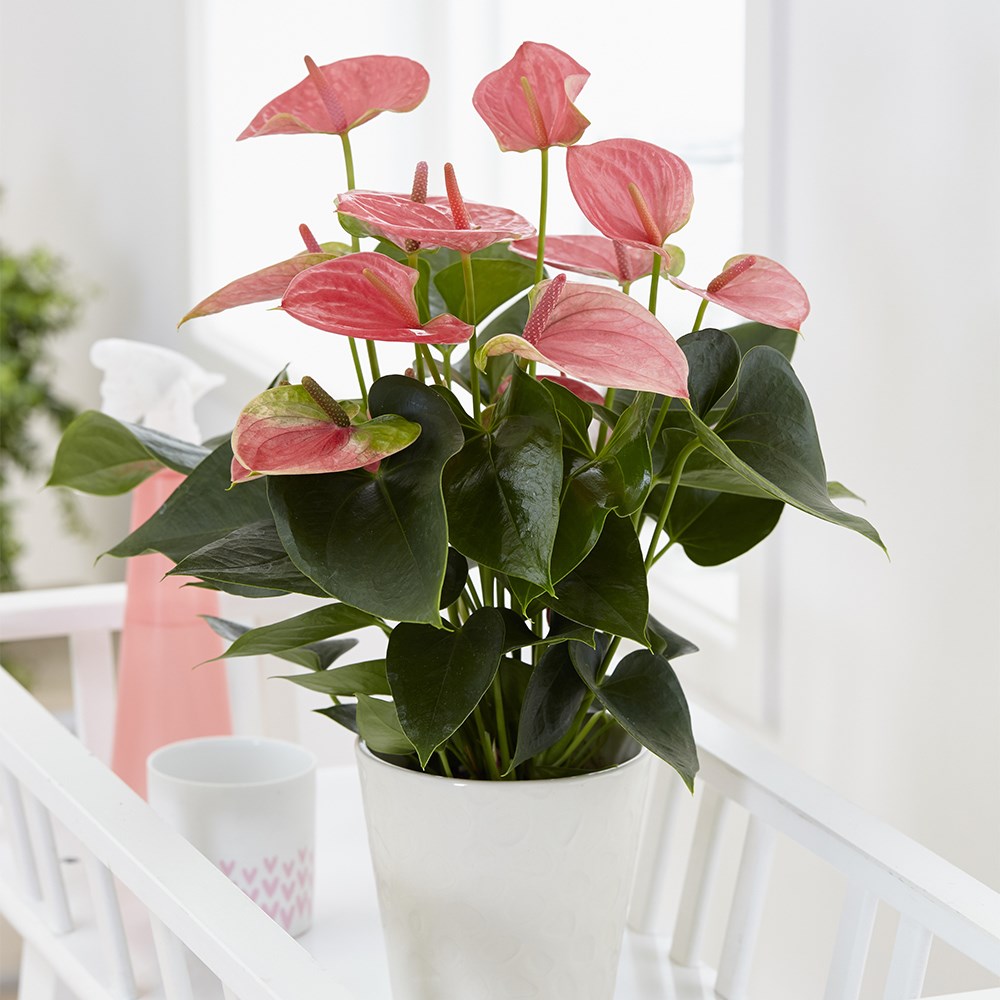 <i>Anthurium</i> <b class=small-caps>Pink Champion</b> ('Antinkeles') (PBR) | Houseplant