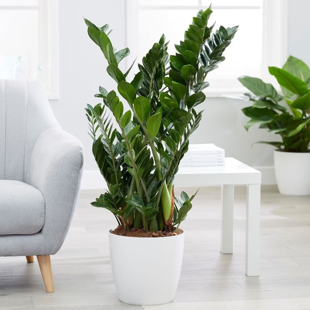 Zamioculcas zamiifolia | Houseplant