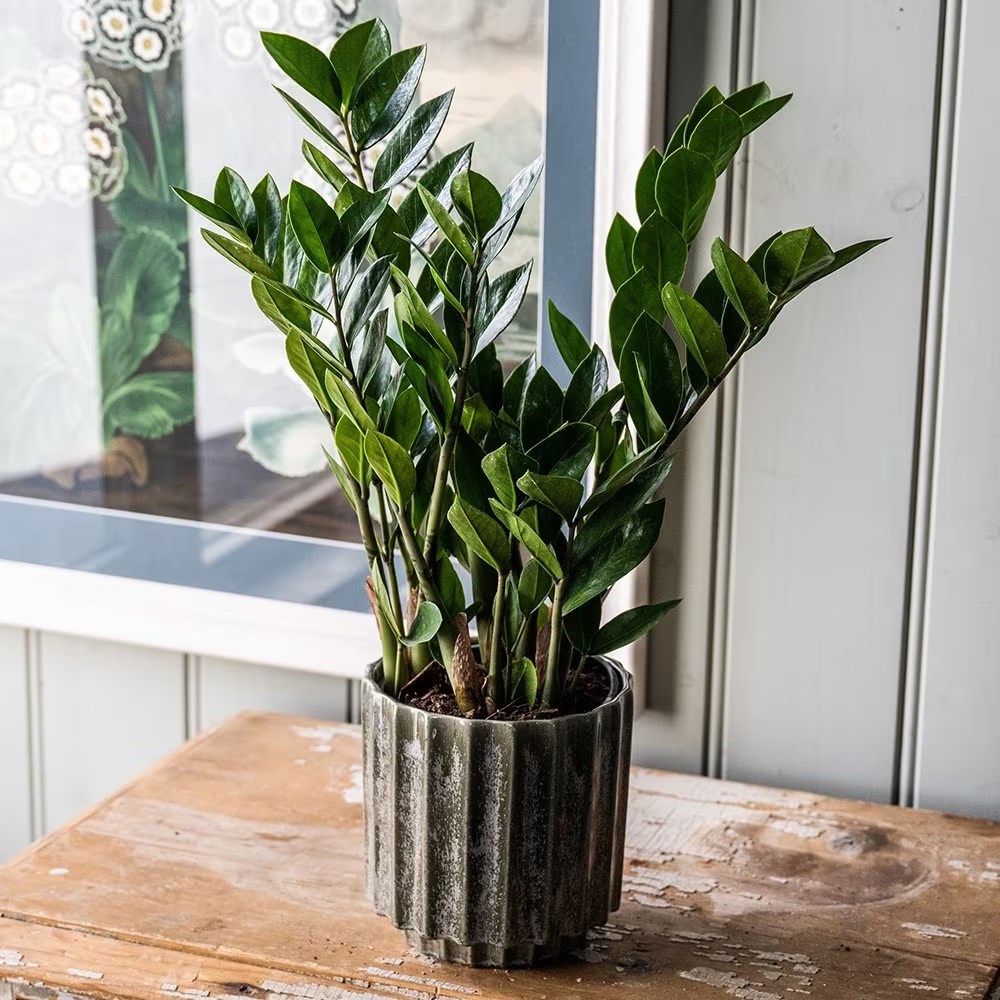 Zamioculcas zamiifolia | Houseplant