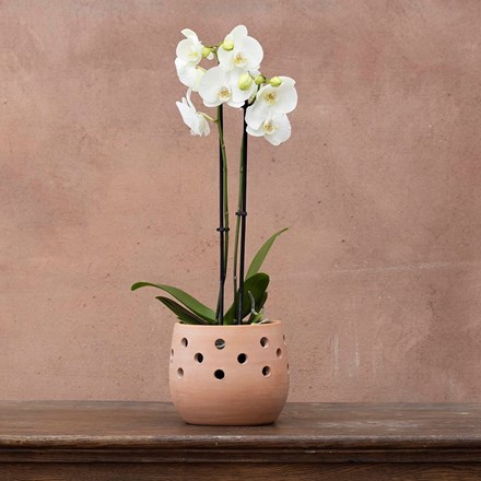 Phalaenopsis grandiflorum White